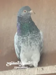  3 حمام باكستاني للبيع