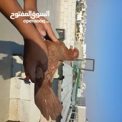  5 حمام كش  نضيف