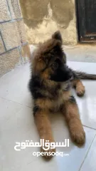  2 جرو جيرمن 3 شهور للبيع
