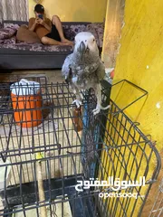  4 موجود كاسكو متكلم واليف بيطلع عاليد وبحب يلعب