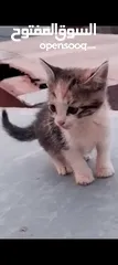  1 قطط صغيرة عدد 2.  شيرازي