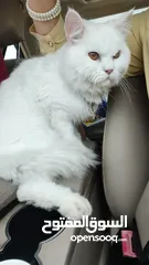  7 percian socialy kind withot voice persian cat