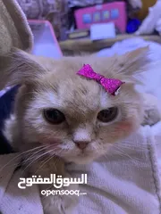  5 شيرازي للبيع حامل