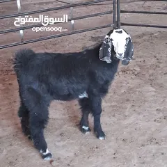  3 سخلة للبيع وتيس عمره قريب السنه للبيع
