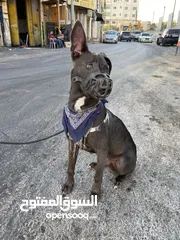  14 كلب ملينو عمر 5شهور للبدل عل كلب  بوبي