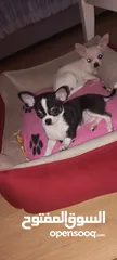  16 Chihuahua puppies