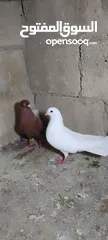  7 الحمام البيع في السلط