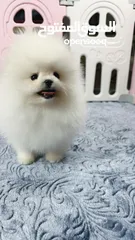  2 الأفضل فقط : ‏Pomeranian