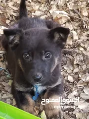 1 كلب جيرمن بس