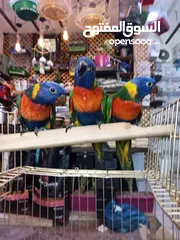  5 لوري اليف زق يدوي
