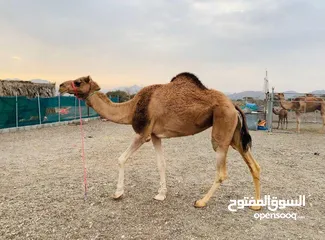  5 ناقه مزيونه عزوف ام ثالث نبط الاب سراب بن بوته والام بنت المسك