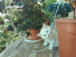  3 قطط للبيع سكوتش فولد و سيرازي