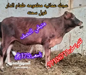  1 متبقي نصف عجله عمانيه