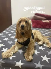  2 American cocker spaniel male puppy 5 months old full vaccination and passport done