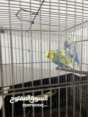  4 طيره   تراكيب. سبانجل. وذكر تراكيب.  ريمبو جاهزات تب نضافه