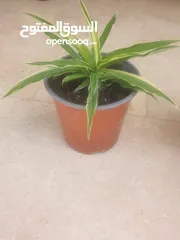  2 spider plant