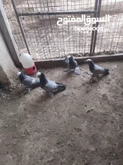  4 متاح جوز ماشاءالله موجودات طبربور