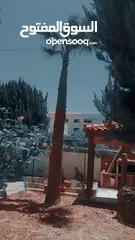  2 اشجار نخيل