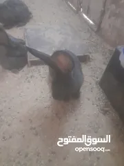  3 ارانب الماني للبيع موجودات بعمان