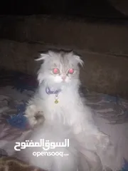  1 قطة انثى هاديه