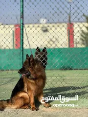  17 جيرمن شيبرد