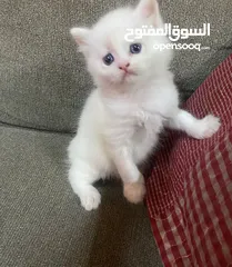  3 قطط شيرازي