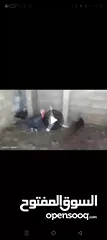  2 بسم الله الرحمن الرحيم  حبش للبيع  والاتصال للستفسار