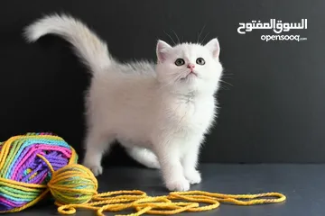  10 Scottish fold kittens for adoption