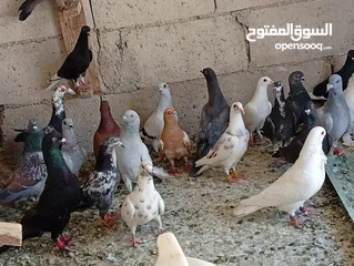  7 حمام للبيع الوان كش  طيور حمام
