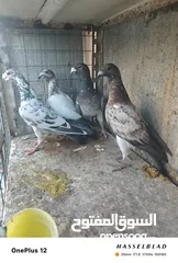  5 11 جوز مساويد، كشامره هومرات محيرات بواز مزهورات اسطنابله