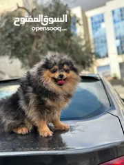  4 كلب بومارينيان بالوان مميزة للبيع