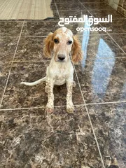  10 انجلش سيتر بسعر مغري
