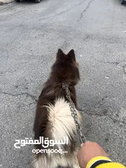  10 كلب husky saperi للبيع