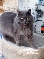  1 قط بريطاني ذو الشعر الطويل(السعر قابل لتفاوض سبب البيع السفر