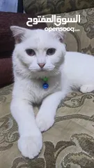  1 قطط ثنين هملاية بيضاء.وانثى سكوتش اصلي بيضاء