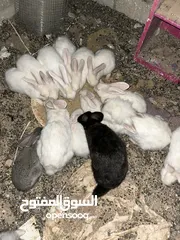  1 يوجد ارانب ذكر وانثى