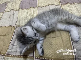  4 سكوتش فولد وستريت