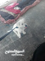  3 انثي فرش تير اصغر من البسه للبدل على بلاي ستيشن 4