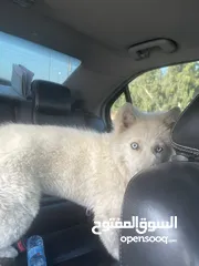  2 كلب هسكي الاسكى مدرب لعوب انثى ب50 دينار ماخذة مطاعيم معها دفتر المطاعيم