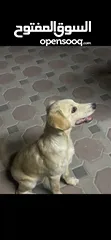  3 Labrador retriever
