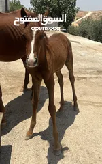  4 مهرة عربية غير مسجلة بنت فحل عربي واهو مسجل للبيع