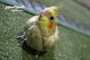  8 فرخ كوكتيل ايزابيل للزق اليدوي