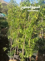  17 زراعة الحدائق