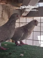  2 حمام نخب صحه ونضافه للبيع