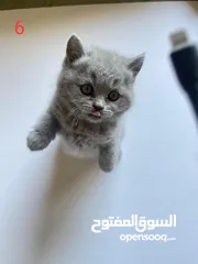  7 قطط للبيع بأسعار مغرية