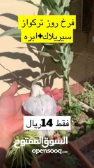  2 فرخ روز تركواز مع سيريلاك و ابره