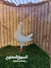  1 طيور مستوى جميل