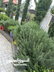  8 منزل مستقل خريبة السوق نافع قرب سوق الخضار المركزي للبيع