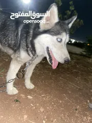  1 كلبه هاسكي انثاي عضم عريض