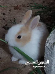  1 ارانب مميزه حجم صغير